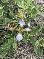 Blepharis diversispina