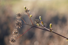 Bidens pilosa pilosa