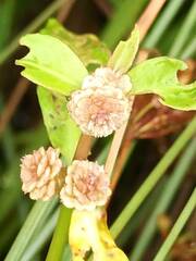 Alternanthera sessilis