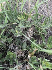 Blepharis diversispina