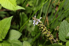 Coleus australis