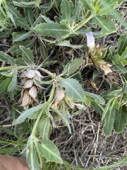 Blepharis diversispina