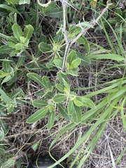 Blepharis diversispina