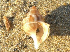 Struthiolaria papulosa