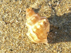 Struthiolaria papulosa