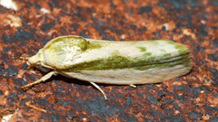 Earias huegeliana