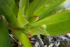 Epilobium crassum