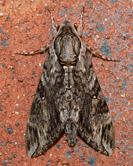 Agrius godarti
