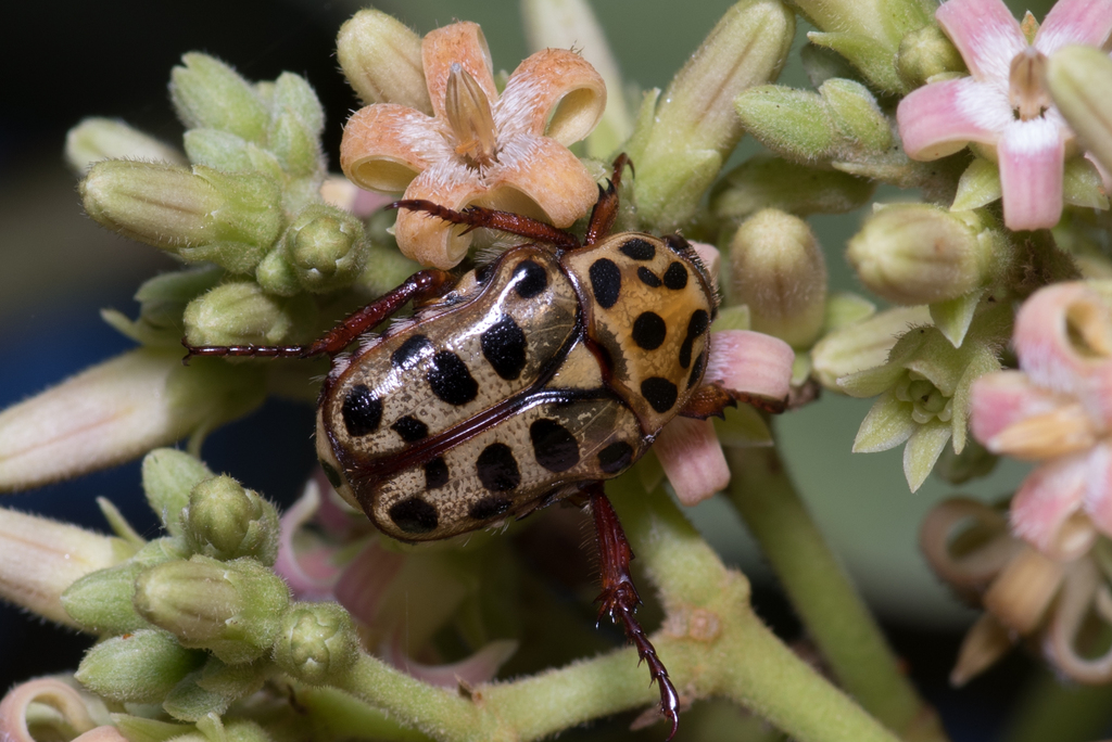 Punctate Flower Chafer