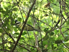 Falcunculus frontatus