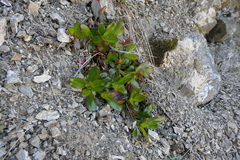 Epilobium crassum