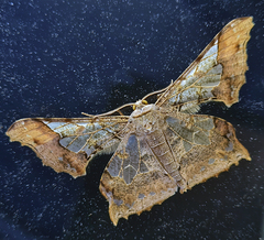 Krananda semihyalina