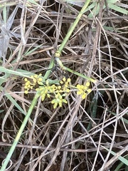 Foeniculum vulgare