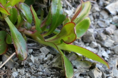 Epilobium crassum