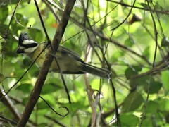 Falcunculus frontatus