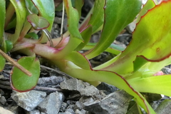 Epilobium crassum