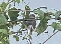 Rhipidura fuliginosa fuliginosa