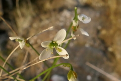 Cardamine dimidia