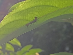 Cupha erymanthis lotis