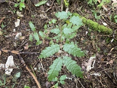 Alectryon excelsus excelsus