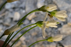 Cardamine dimidia