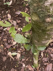 Beilschmiedia tarairi