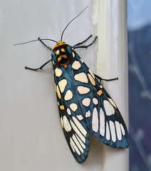 Aglaomorpha plagiata