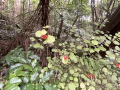 Rhabdothamnus solandri