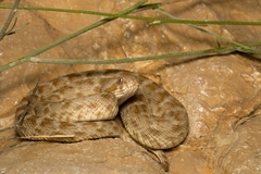 Echis khosatzkii