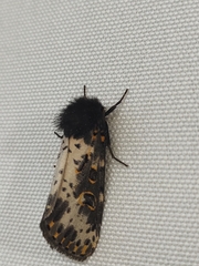 Xanthopastis timais