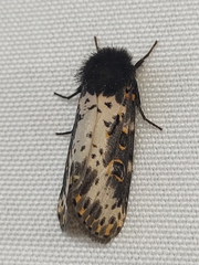 Xanthopastis timais
