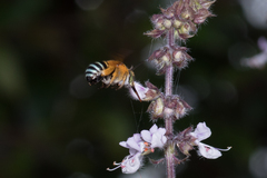 Amegilla cingulata