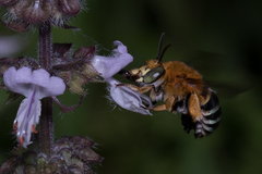 Amegilla cingulata