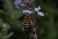 Amegilla cingulata