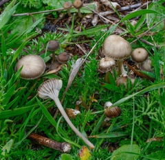 Mycena pseudopicta