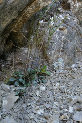 Cardamine dimidia