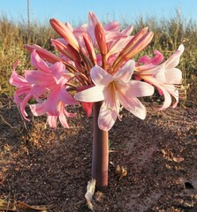 Ammocharis longifolia