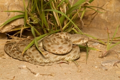 Echis khosatzkii