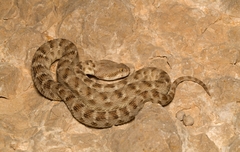 Echis khosatzkii