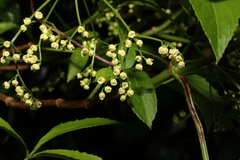 Sambucus australasica