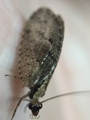 Wesmaelius subnebulosus