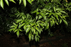 Sambucus australasica