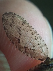 Wesmaelius subnebulosus