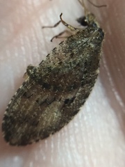 Wesmaelius subnebulosus