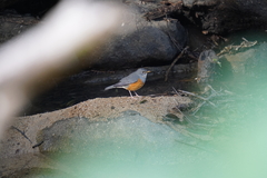 Turdus hortulorum
