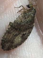 Wesmaelius subnebulosus