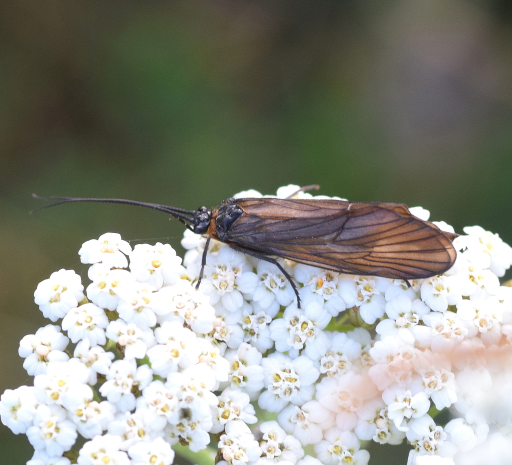 Oligotricha striata
