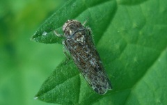 Allygidius atomarius