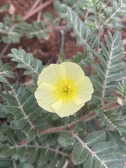 Tribulus zeyheri