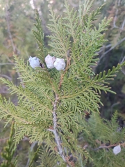 Platycladus orientalis